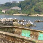 千葉県館山市の海とウミネコ